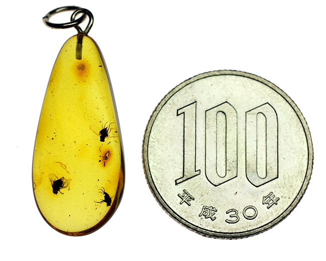 古の王侯貴族御用達!3匹の虫を内包した透明度の高い琥珀ペンダントトップ。レモンイエロー色(高級ジュエリーケース、シルバーチェーンと革紐付)。(その11)