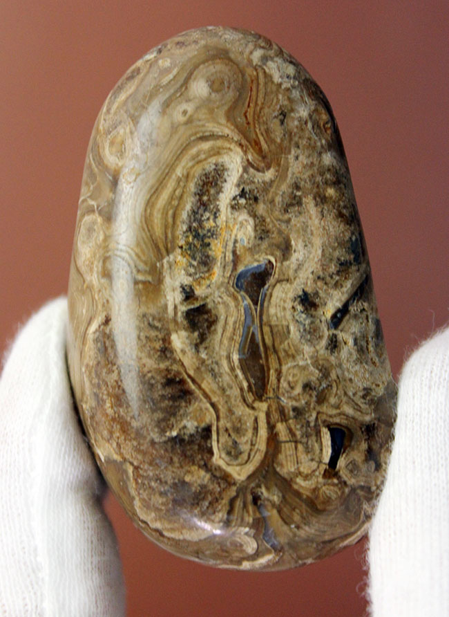 比較的新しい時代（始新世）のストロマトライト（Stromatolite）。シアノバクテリアの活動履歴である互層がいたるところで見られる良質品（その1）