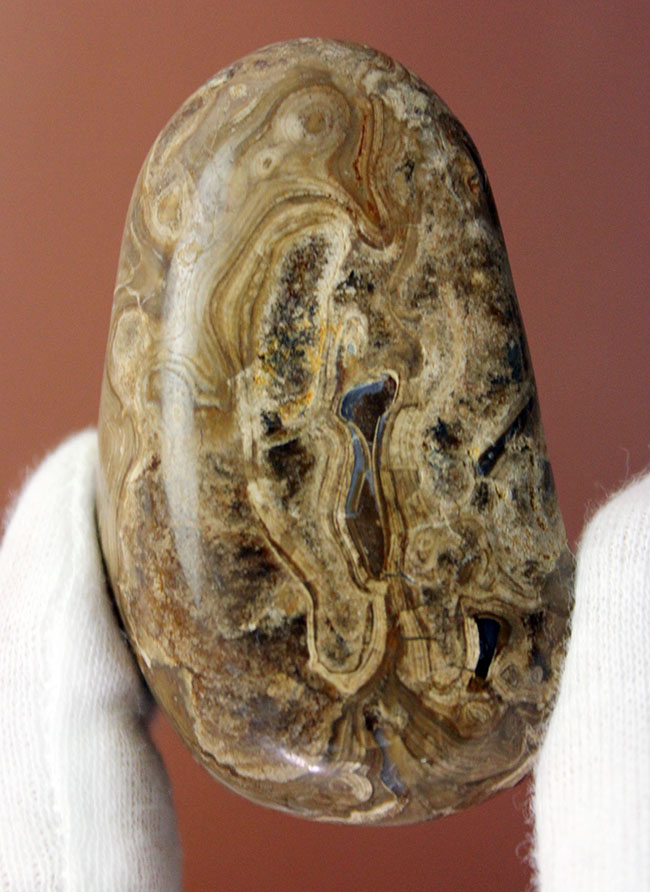 比較的新しい時代(始新世)のストロマトライト(Stromatolite)。シアノバクテリアの活動履歴である互層がいたるところで見られる良質品(その1)