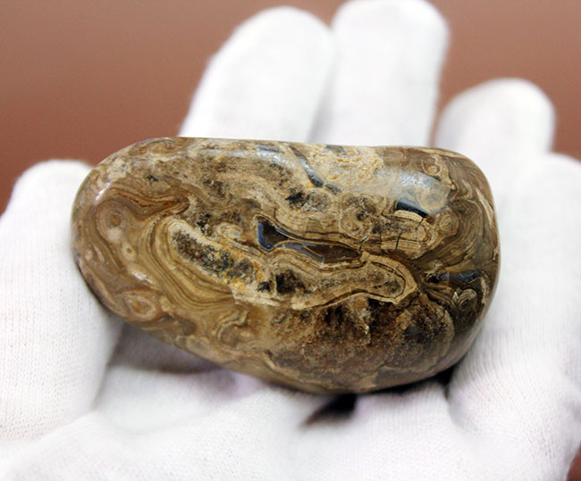 比較的新しい時代(始新世)のストロマトライト(Stromatolite)。シアノバクテリアの活動履歴である互層がいたるところで見られる良質品(その3)