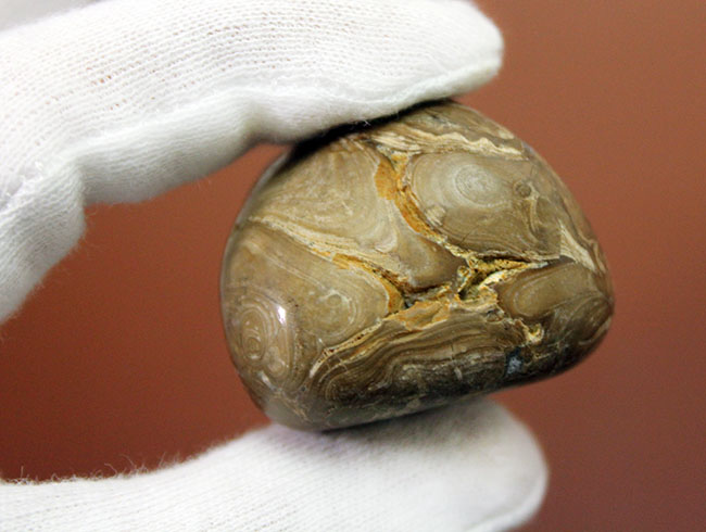 比較的新しい時代(始新世)のストロマトライト(Stromatolite)。シアノバクテリアの活動履歴である互層がいたるところで見られる良質品(その4)
