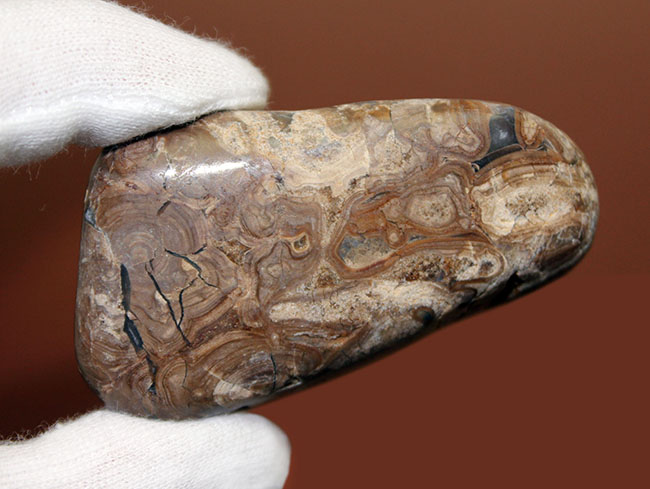 比較的新しい時代(始新世)のストロマトライト(Stromatolite)。シアノバクテリアの活動履歴である互層がいたるところで見られる良質品(その5)