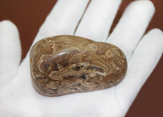 比較的新しい時代(始新世)のストロマトライト(Stromatolite)。シアノバクテリアの活動履歴である互層がいたるところで見られる良質品(その6)