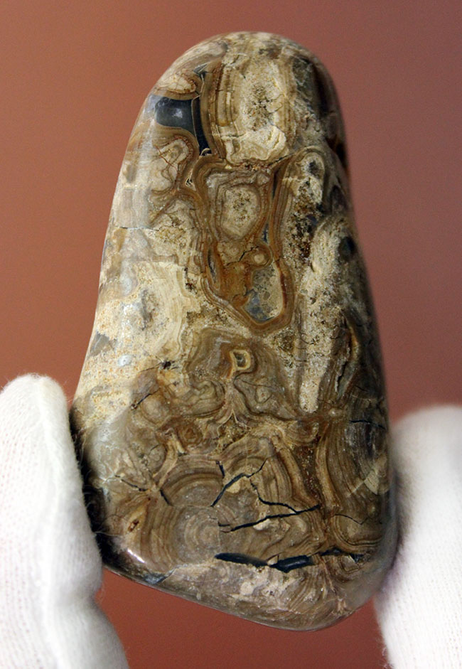 比較的新しい時代(始新世)のストロマトライト(Stromatolite)。シアノバクテリアの活動履歴である互層がいたるところで見られる良質品(その8)