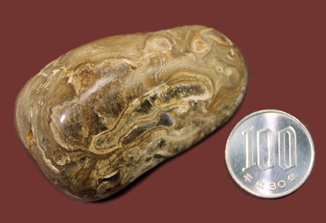 比較的新しい時代（始新世）のストロマトライト（Stromatolite）。シアノバクテリアの活動履歴である互層がいたるところで見られる良質品（その9）