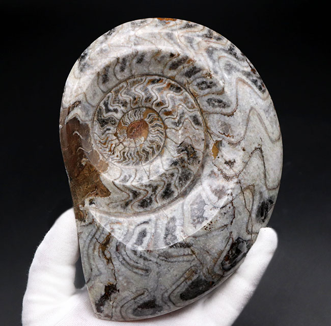 古生代デボン紀を代表する頭足類、１６センチの大型標本。ゴニアタイトの化石（Goniatite）。アンモナイトの先祖。（その1）