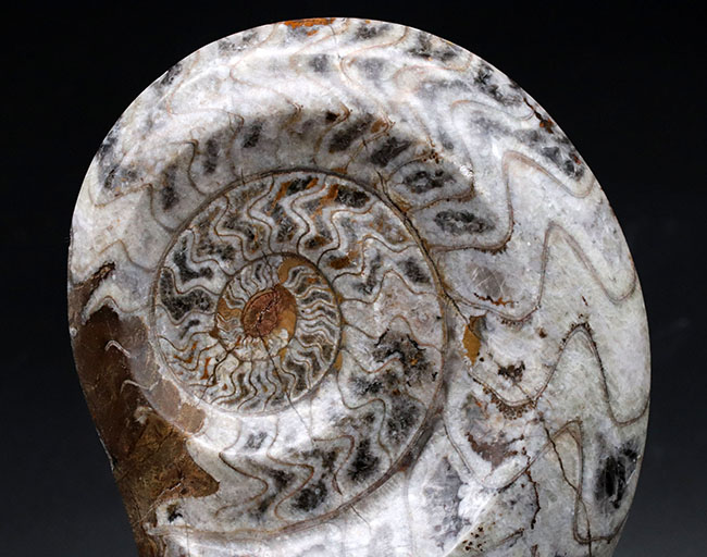 古生代デボン紀を代表する頭足類、１６センチの大型標本。ゴニアタイトの化石（Goniatite）。アンモナイトの先祖。（その3）