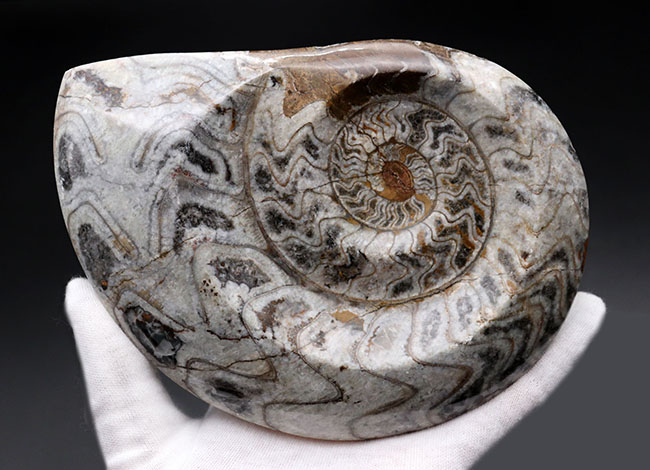 古生代デボン紀を代表する頭足類、１６センチの大型標本。ゴニアタイトの化石（Goniatite）。アンモナイトの先祖。（その4）