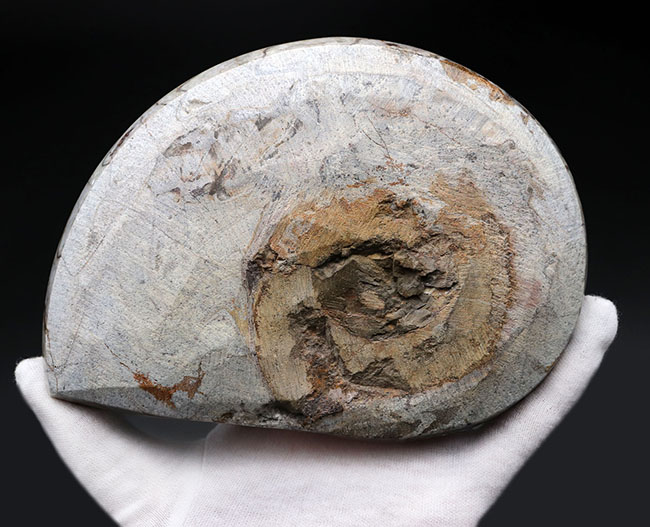 古生代デボン紀を代表する頭足類、１６センチの大型標本。ゴニアタイトの化石（Goniatite）。アンモナイトの先祖。（その5）