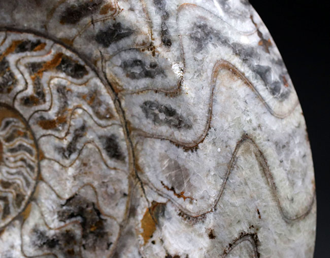 古生代デボン紀を代表する頭足類、１６センチの大型標本。ゴニアタイトの化石（Goniatite）。アンモナイトの先祖。 アンモナイト 販売