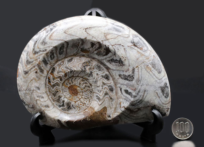 古生代デボン紀を代表する頭足類、１６センチの大型標本。ゴニアタイトの化石（Goniatite）。アンモナイトの先祖。（その8）