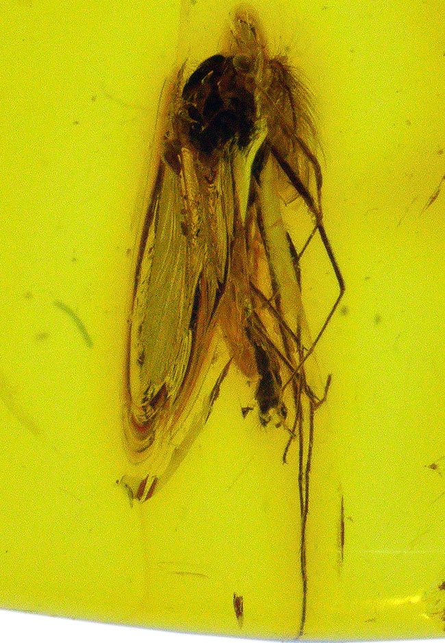 透明度抜群!およそ4000万年前の羽虫を内包したバルト海産の琥珀(Amber)(その1)