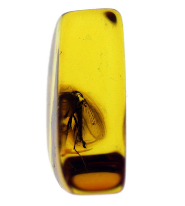透明度抜群!およそ4000万年前の羽虫を内包したバルト海産の琥珀(Amber)(その2)