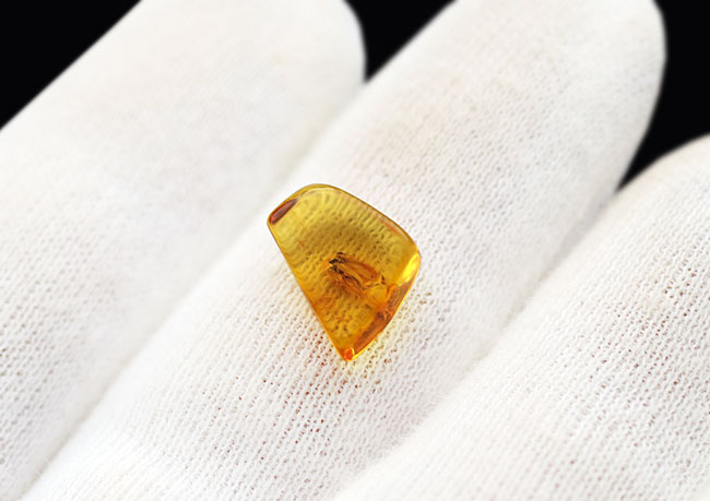透明度抜群!およそ4000万年前の羽虫を内包したバルト海産の琥珀(Amber)(その3)