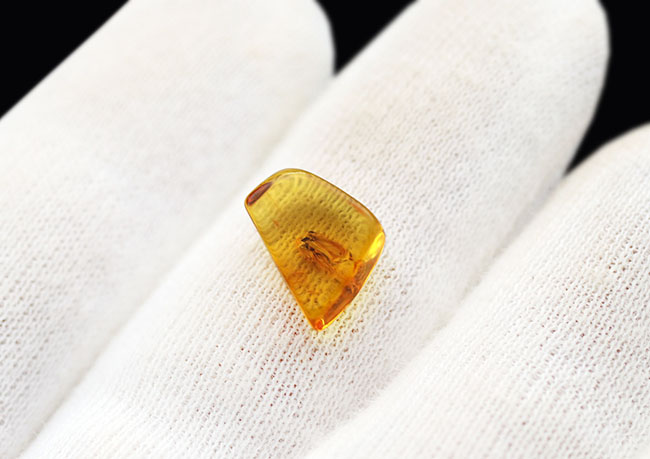 透明度抜群！およそ４０００万年前の羽虫を閉じ込めたバルト海産の琥珀（Amber）（その3）