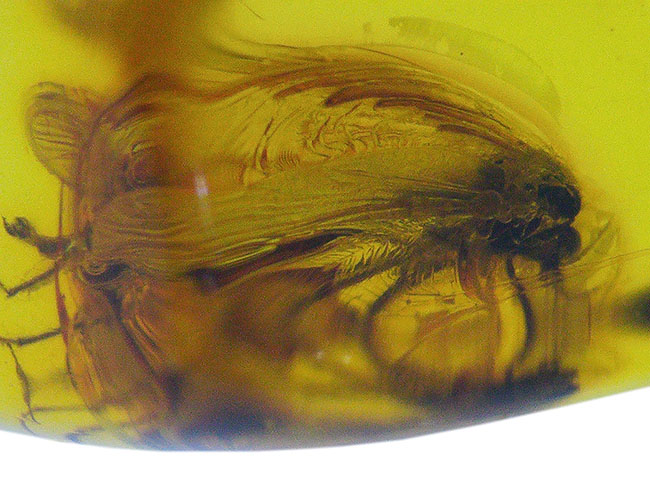 透明度抜群！およそ4000万年前の羽虫を内包したバルト海産の琥珀