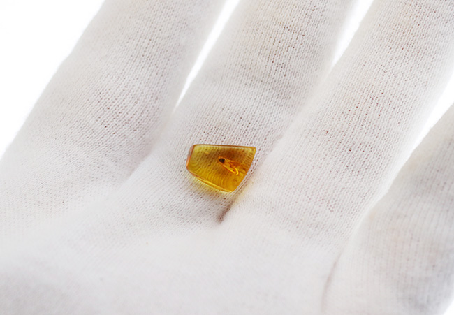 透明度抜群！およそ４０００万年前の羽虫を閉じ込めたバルト海産の琥珀（Amber）（その5）