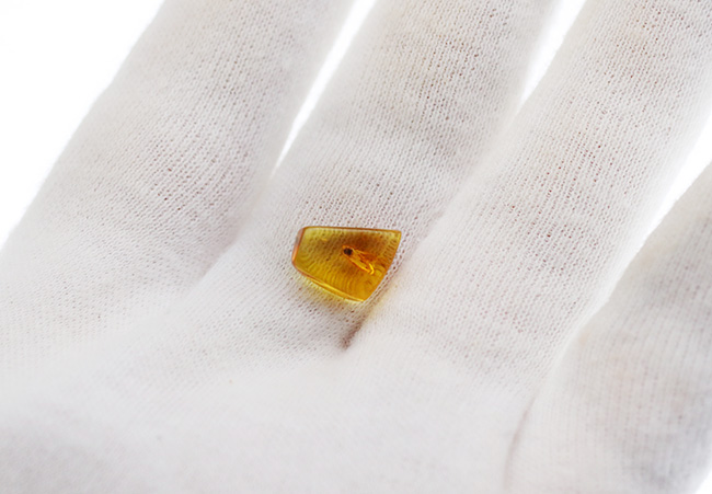 透明度抜群!およそ4000万年前の羽虫を内包したバルト海産の琥珀(Amber)(その5)