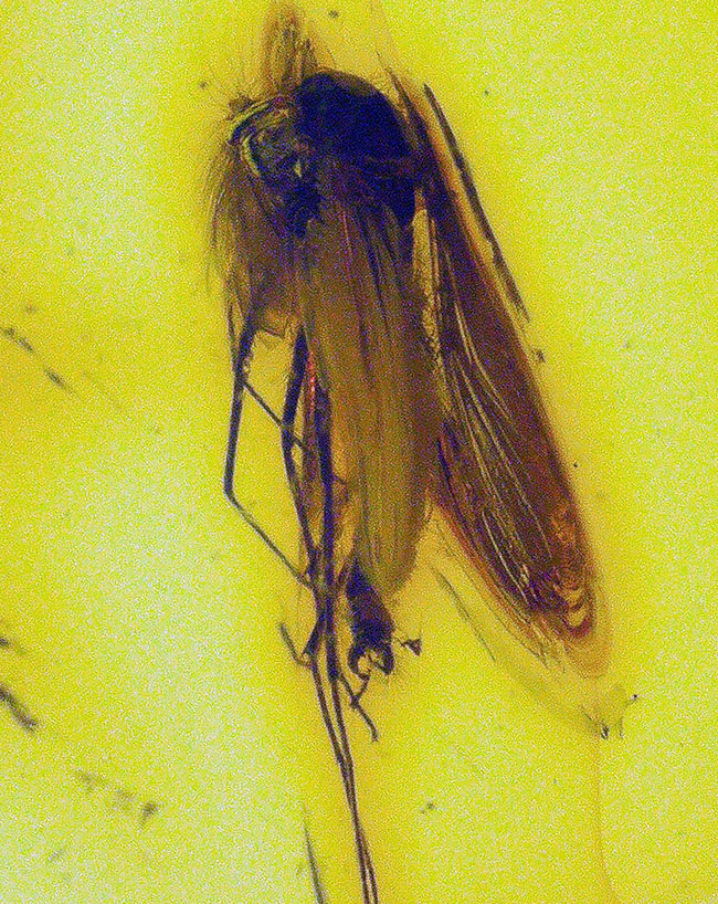 透明度抜群!およそ4000万年前の羽虫を内包したバルト海産の琥珀(Amber)(その6)