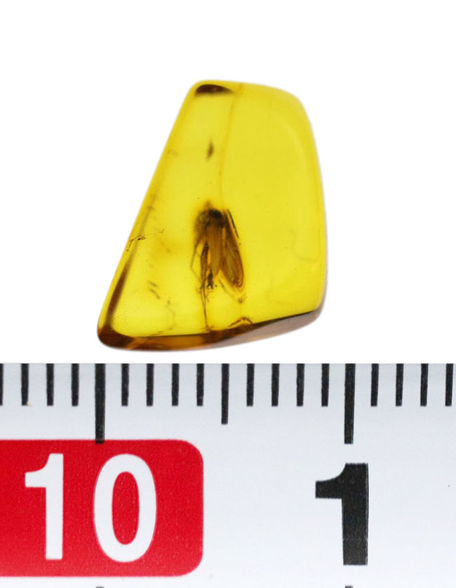 透明度抜群!およそ4000万年前の羽虫を内包したバルト海産の琥珀(Amber)(その7)