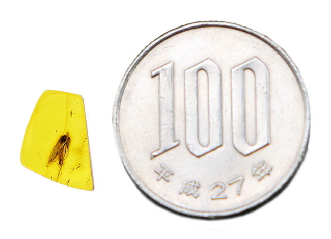 透明度抜群！およそ4000万年前の羽虫を内包したバルト海産の琥珀