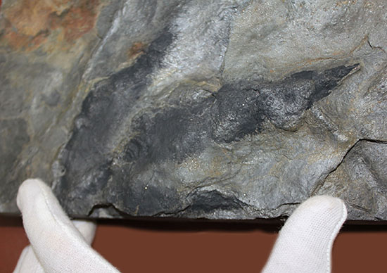 鋭い3本の爪痕が残されている！恐竜（獣脚類）グラレーターの足跡化石（Grallator track）（その11）