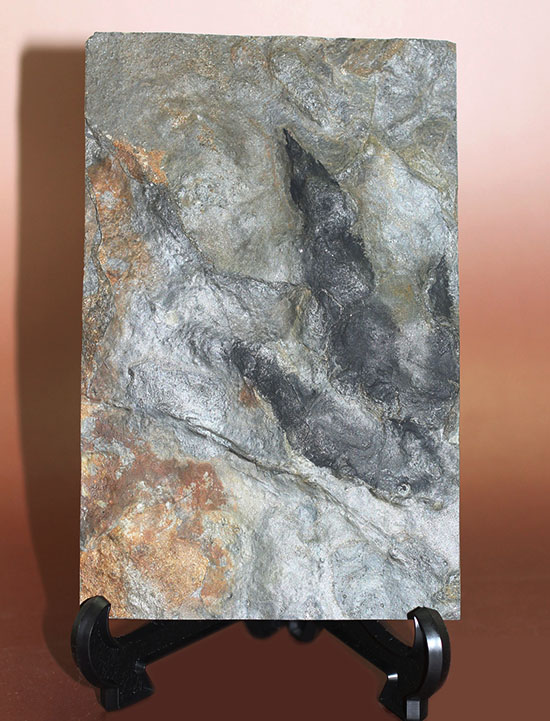 鋭い3本の爪痕が残されている！恐竜（獣脚類）グラレーターの足跡化石（Grallator track）（その12）