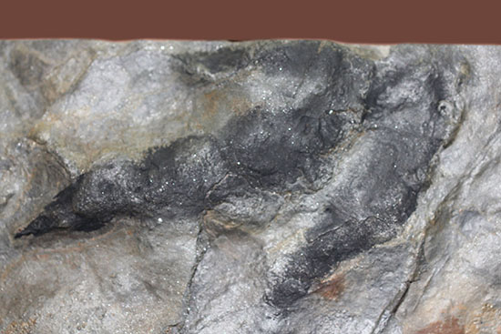 鋭い3本の爪痕が残されている！恐竜（獣脚類）グラレーターの足跡化石