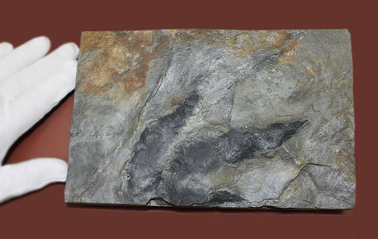 鋭い3本の爪痕が残されている！恐竜（獣脚類）グラレーターの足跡化石（Grallator track）（その3）