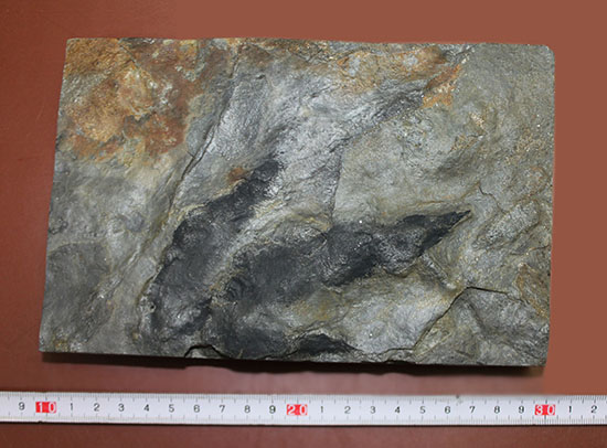 鋭い3本の爪痕が残されている！恐竜（獣脚類）グラレーターの足跡化石（Grallator track）（その9）