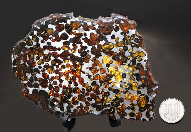 カンラン石の透明度、品質ともに高い！長いところで１３センチ！大判のケニヤ産パラサイト隕石（本体防錆処理済み）（その10）