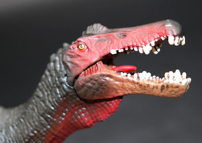 本物化石１個付き スピノサウルス恐竜フィギュア 教育用グッズ 販売