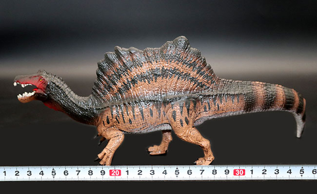本物化石1個付き!スピノサウルス恐竜フィギュア。(その8)