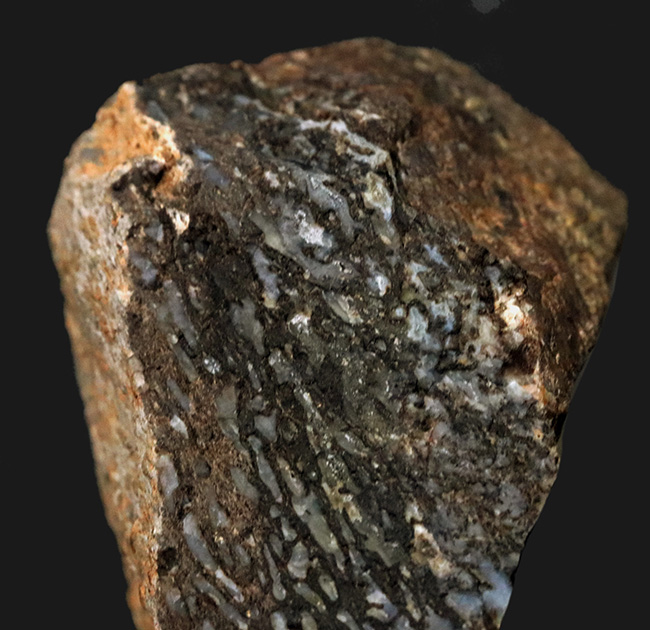 ズッシリ、大きなサイズ。米国ユタ州のジュラ紀の地層(約1億5000万年前)から採集された恐竜のものと思しき骨片の化石(その2)