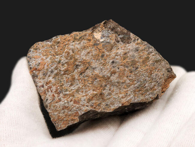 ズッシリ、大きなサイズ。米国ユタ州のジュラ紀の地層(約1億5000万年前)から採集された恐竜のものと思しき骨片の化石(その4)