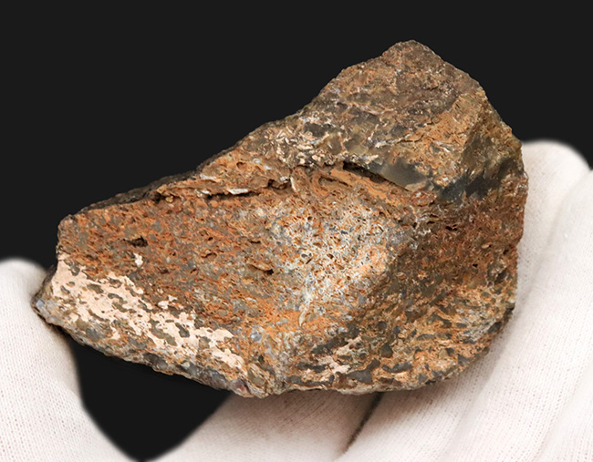 ズッシリ、大きなサイズ。米国ユタ州のジュラ紀の地層(約1億5000万年前)から採集された恐竜のものと思しき骨片の化石(その5)
