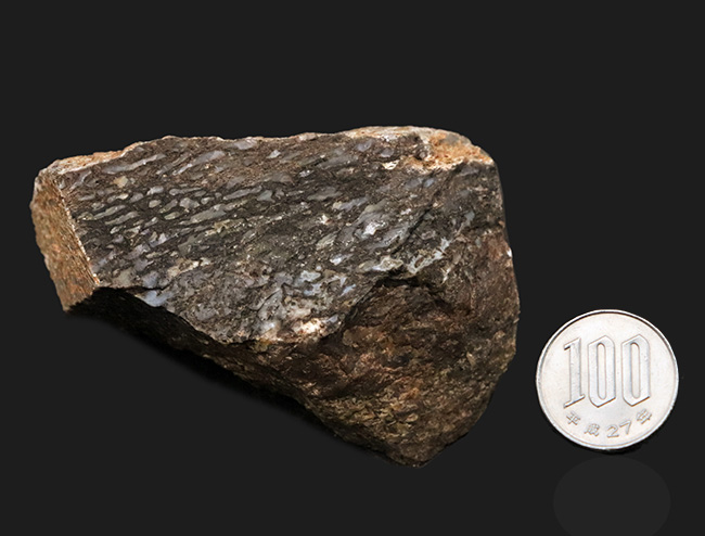 ズッシリ、大きなサイズ。米国ユタ州のジュラ紀の地層(約1億5000万年前)から採集された恐竜のものと思しき骨片の化石(その7)