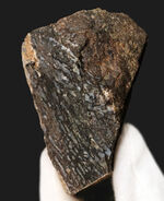 ズッシリ、大きなサイズ。米国ユタ州のジュラ紀の地層（約1億5000万年前）から採集された恐竜のものと思しき骨片の化石