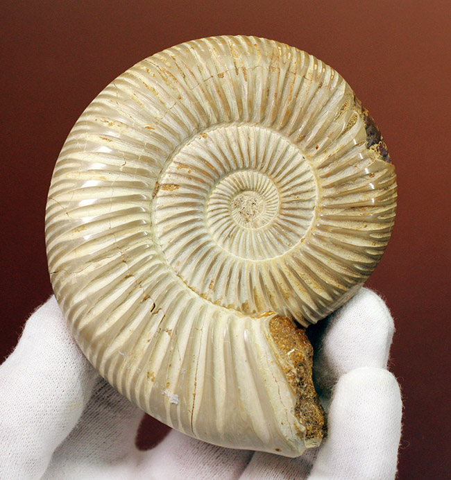 大きい!ジュラ紀を代表するマダガスカル産のアンモナイトペリスフィンクテス(Perisphinctes sp.)(その1)
