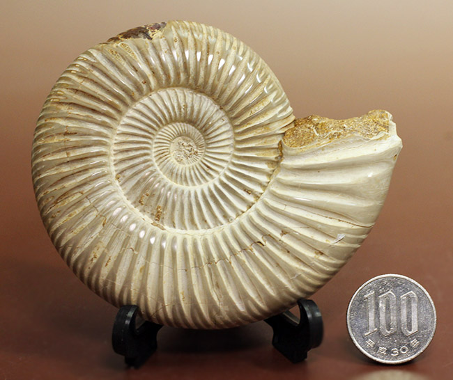 大きい!ジュラ紀を代表するマダガスカル産のアンモナイトペリスフィンクテス(Perisphinctes sp.)(その10)