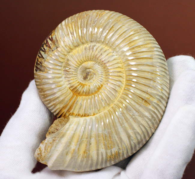 大きい!ジュラ紀を代表するマダガスカル産のアンモナイトペリスフィンクテス(Perisphinctes sp.)(その2)