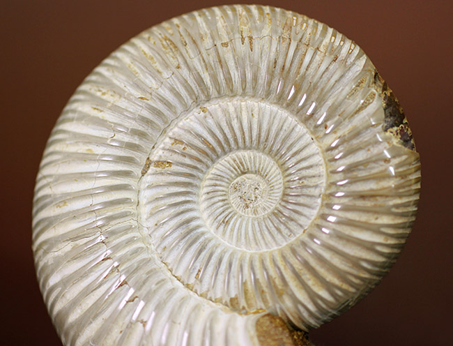 大きい!ジュラ紀を代表するマダガスカル産のアンモナイトペリスフィンクテス(Perisphinctes sp.)(その3)