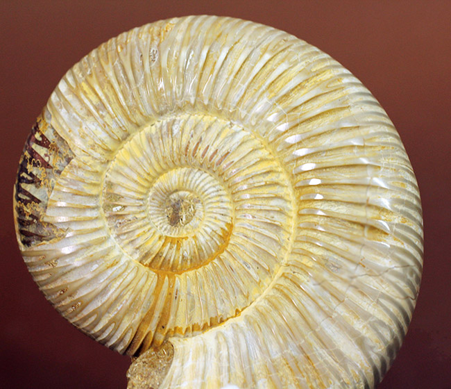 大きい!ジュラ紀を代表するマダガスカル産のアンモナイトペリスフィンクテス(Perisphinctes sp.)(その4)