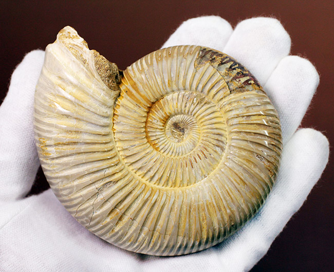 大きい!ジュラ紀を代表するマダガスカル産のアンモナイトペリスフィンクテス(Perisphinctes sp.)(その6)