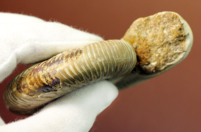大きい!ジュラ紀を代表するマダガスカル産のアンモナイトペリスフィンクテス(Perisphinctes sp.)(その7)