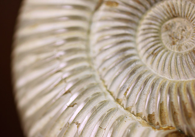 大きい!ジュラ紀を代表するマダガスカル産のアンモナイトペリスフィンクテス(Perisphinctes sp.)(その8)
