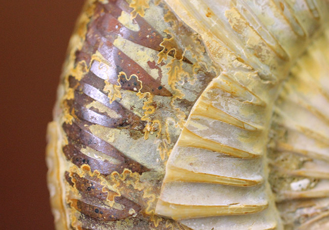 大きい!ジュラ紀を代表するマダガスカル産のアンモナイトペリスフィンクテス(Perisphinctes sp.)(その9)