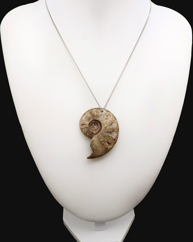 悠久の時を、あなたの日常に。大切な方へのプレゼントにもおすすめ。マダガスカル産のポリッシュアンモナイト（Ammonite）を使ったペンダントトップ（シルバーチェーン、高級ジュエリーケース付き）（その1）