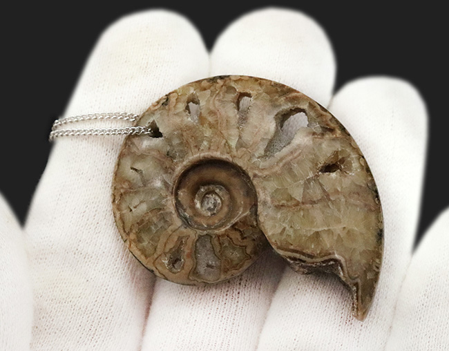 悠久の時を、あなたの日常に。大切な方へのプレゼントにもおすすめ。マダガスカル産のポリッシュアンモナイト（Ammonite）を使ったペンダントトップ（シルバーチェーン、高級ジュエリーケース付き）（その2）