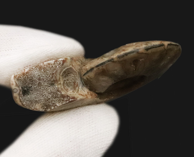 悠久の時を、あなたの日常に。大切な方へのプレゼントにもおすすめ。マダガスカル産のポリッシュアンモナイト（Ammonite）を使ったペンダントトップ（シルバーチェーン、高級ジュエリーケース付き）（その4）